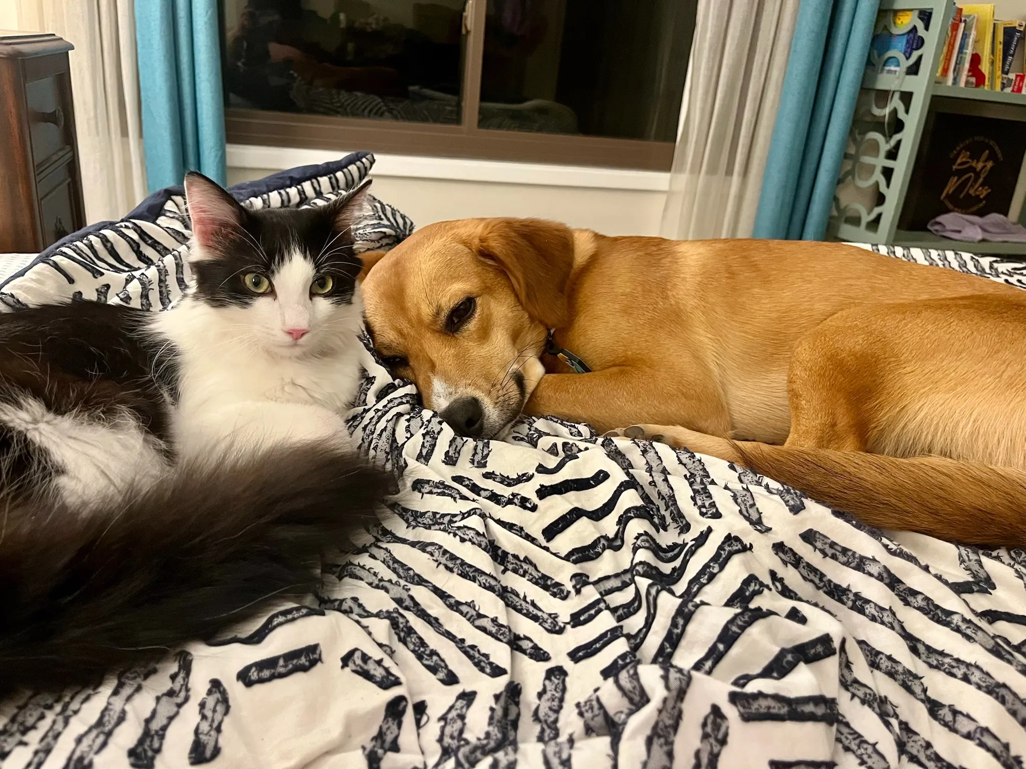 A cat and a dog resting together on a blanket
