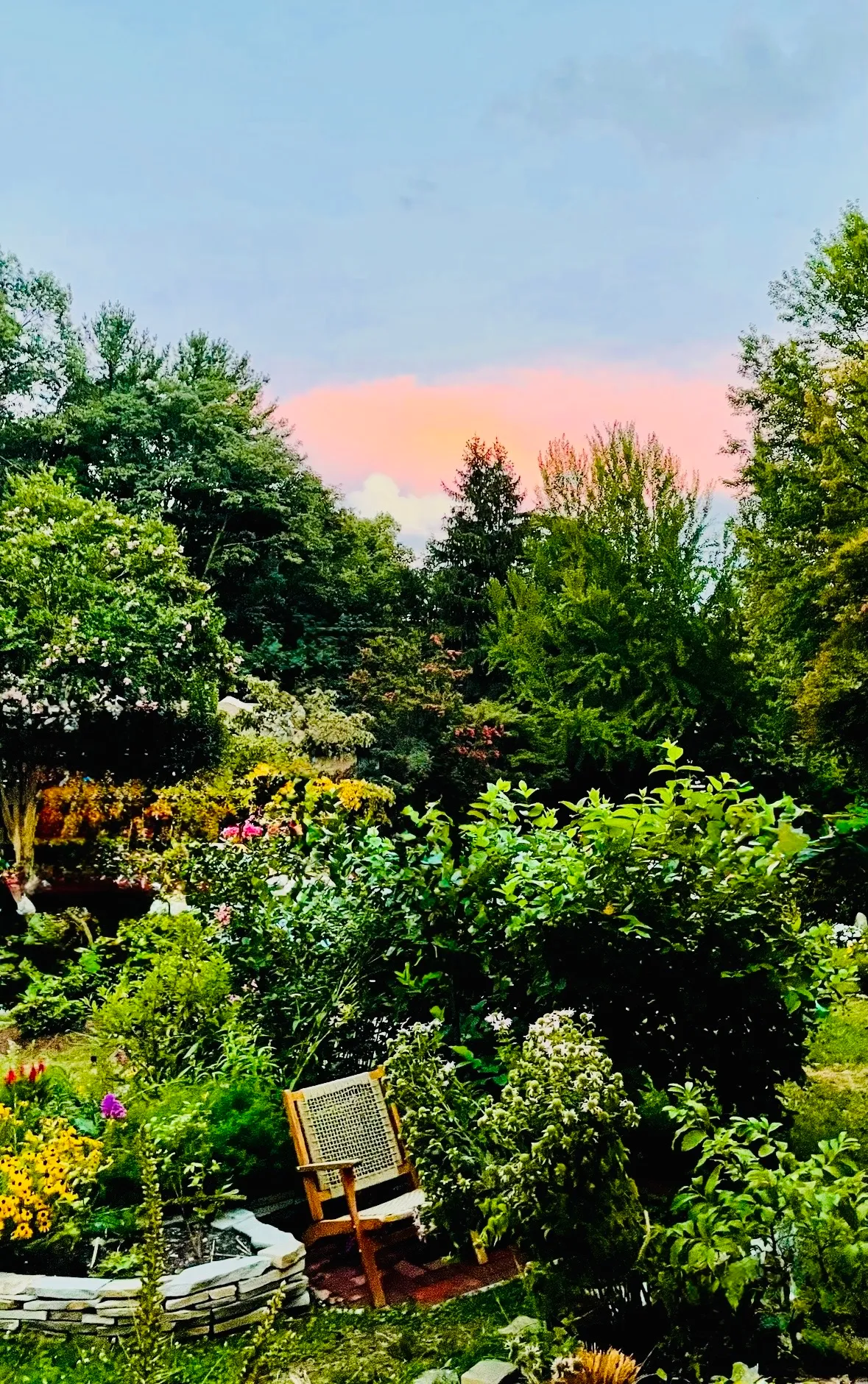 Evening light over a flower garden
